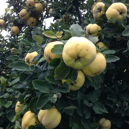 Urban - Jasmin -- 미르스부르크