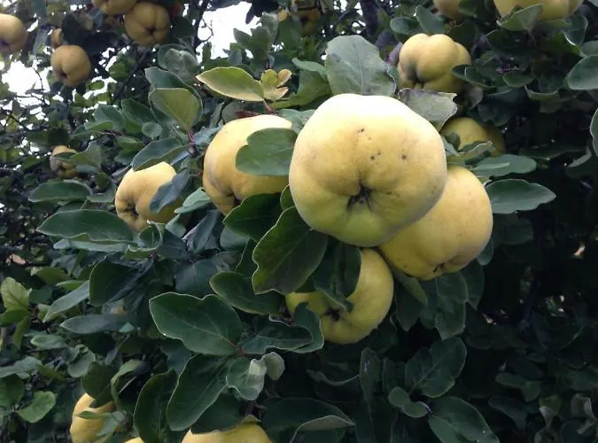 Urban - Jasmin -- Meersburg