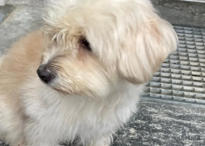 Urban - Jasmin -- Apartament