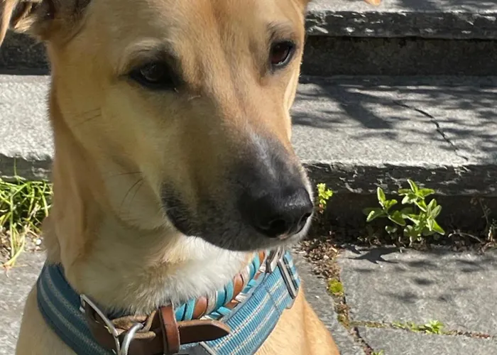 Apartament Urban - Jasmin --