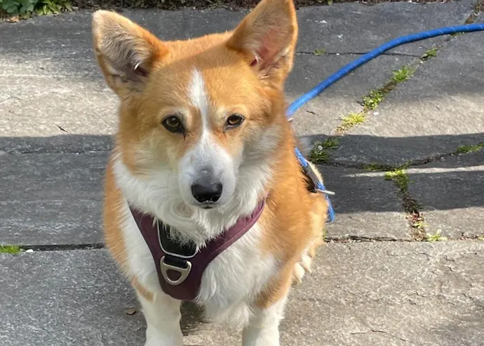 Urban - Jasmin -- Apartament *