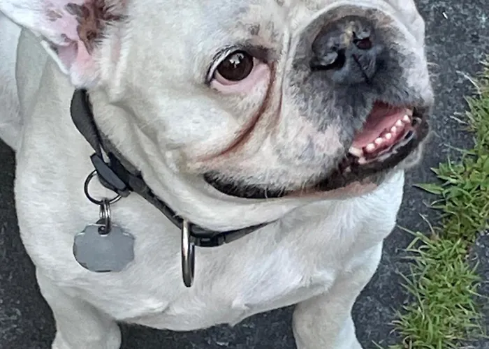 Apartament Urban - Jasmin -- *