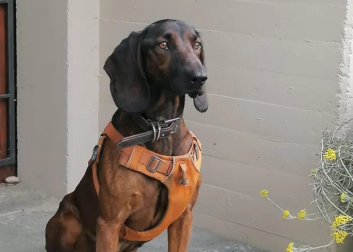 Urban - Jasmin -- Apartament