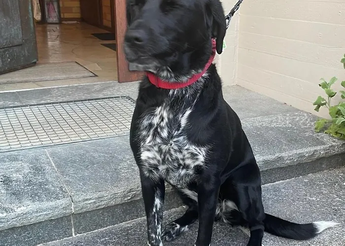 Apartament Urban - Jasmin -- Meersburg