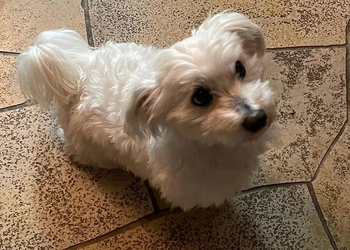 Urban - Jasmin -- Apartament